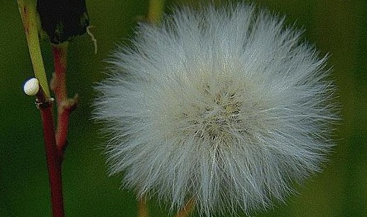 Milkweed