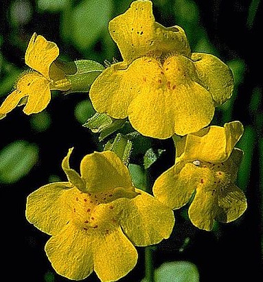 Healthbook of Longevity Monkeyflower